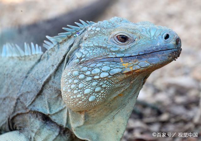 开曼群岛的特有物种蓝岩鬣蜥,让查尔斯王子驻足观赏,并在亲手给蜥蜴喂